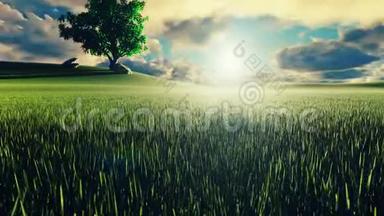神秘而迷人的<strong>视频</strong>，早晨绿草，背景上的树，早晨的太阳和<strong>云彩</strong>飞过